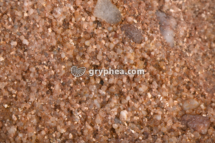 Grès vosgien (Vosges) - détail - gryphea.org